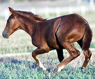 CM Foal2